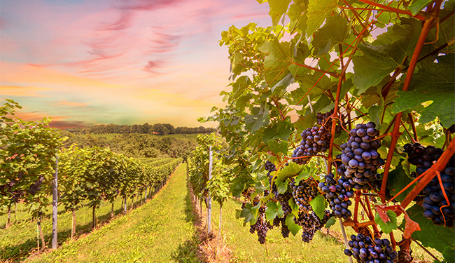 Oregon wine vineyard during sunset