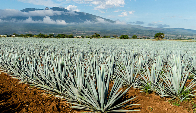 Agave in Mexico